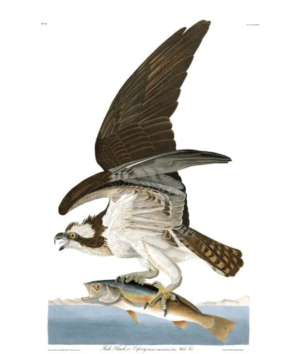 Vintage Audubon Osprey Print