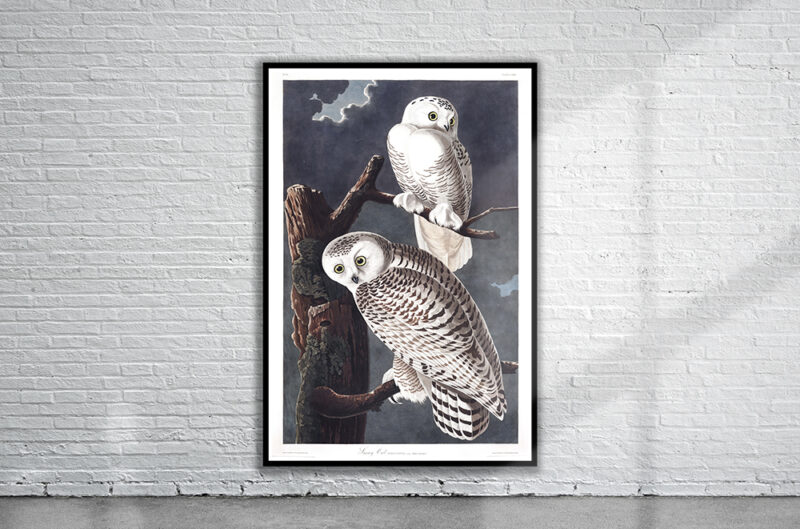 Vintage Audubon Snowy Owl Print