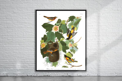 Vintage Audubon Baltimore Oriole Print