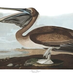 Vintage Audubon Brown Pelican Print